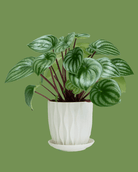 Virago White 5" Porcelain Pot - Chive Ceramics Studio - Pots - Chive Wholesale