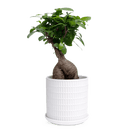 Virago White 5" Porcelain Pot - Chive Ceramics Studio - Pots - Chive Wholesale