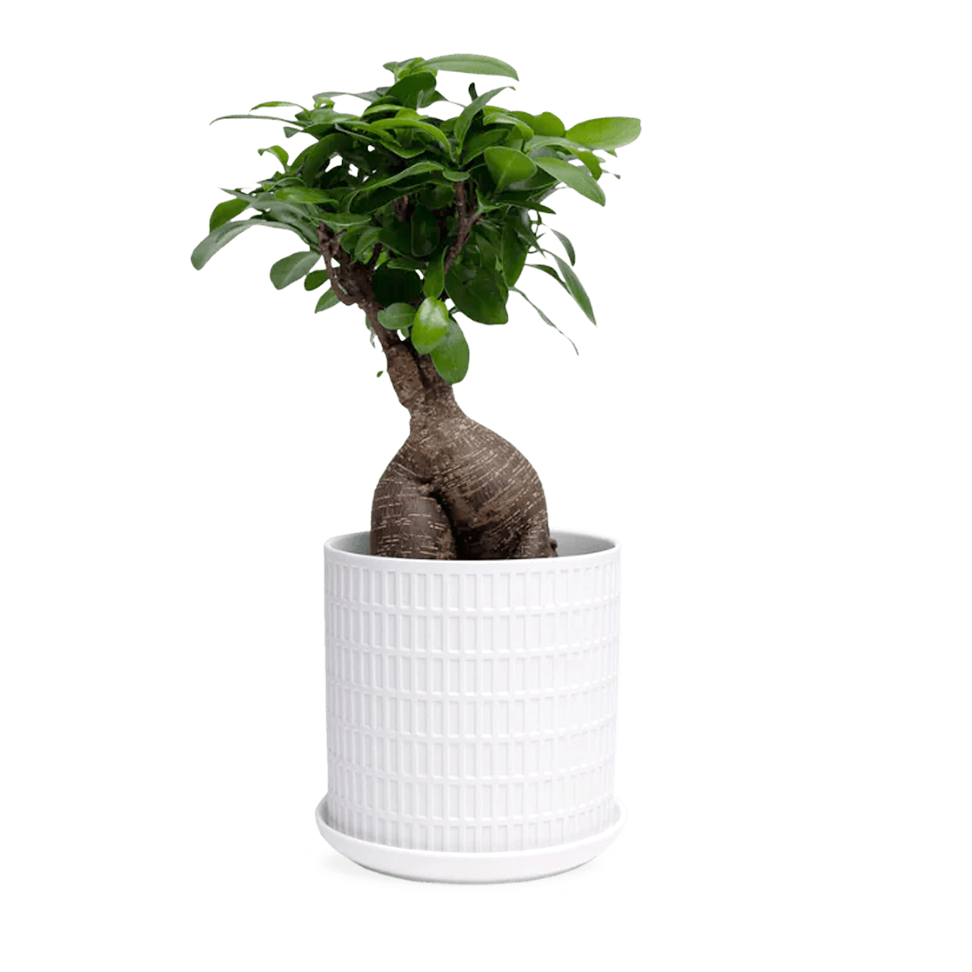 Virago White 5" Porcelain Pot - Chive Ceramics Studio - Pots - Chive Wholesale