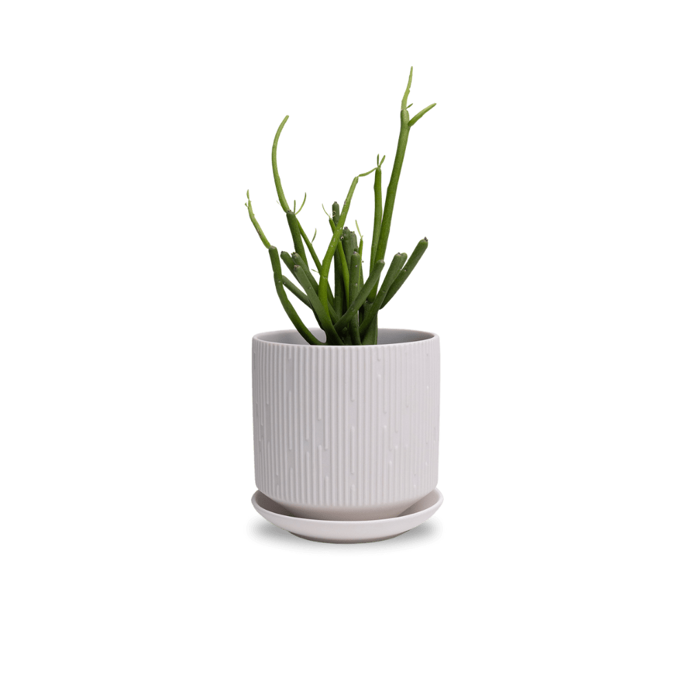 Virago 5" Porcelain Pot With Drainage Hole And Saucer - Chive Ceramics Studio - Pots - Chive Ceramics Studio