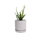 Virago 5" Porcelain Pot With Drainage Hole And Saucer - Chive Ceramics Studio - Pots - Chive Ceramics Studio