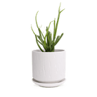 Virago White 5" Porcelain Pot - Chive Ceramics Studio - Pots - Chive Wholesale