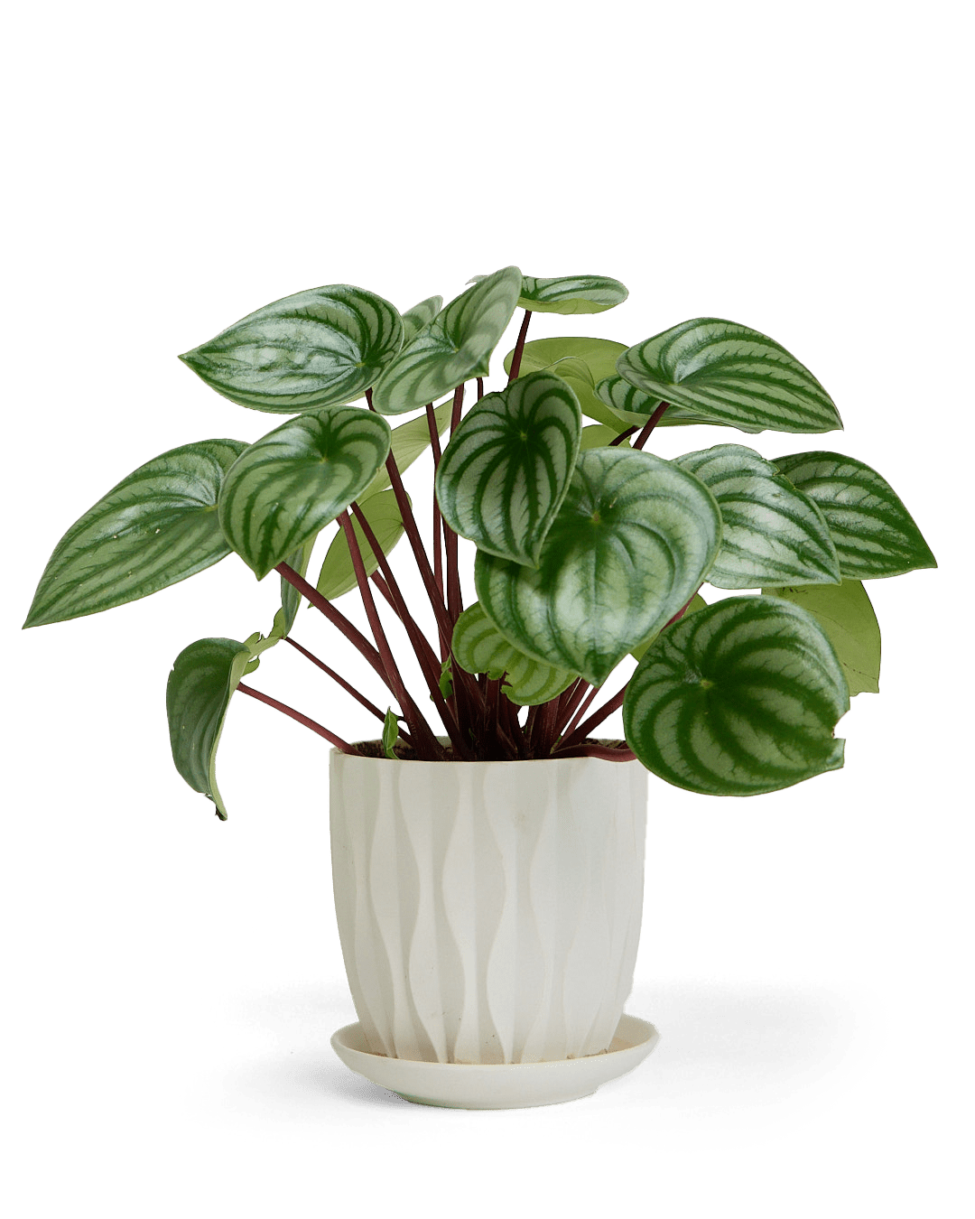 Virago 5" Porcelain Pot With Drainage Hole And Saucer - Chive Ceramics Studio - Pots - Chive Wholesale