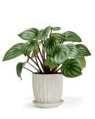 Virago 5" Porcelain Pot With Drainage Hole And Saucer - Chive Ceramics Studio - Pots - Chive Wholesale