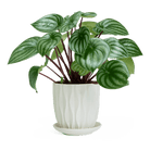 Virago White 5" Porcelain Pot - Chive Ceramics Studio - Pots - Chive Wholesale