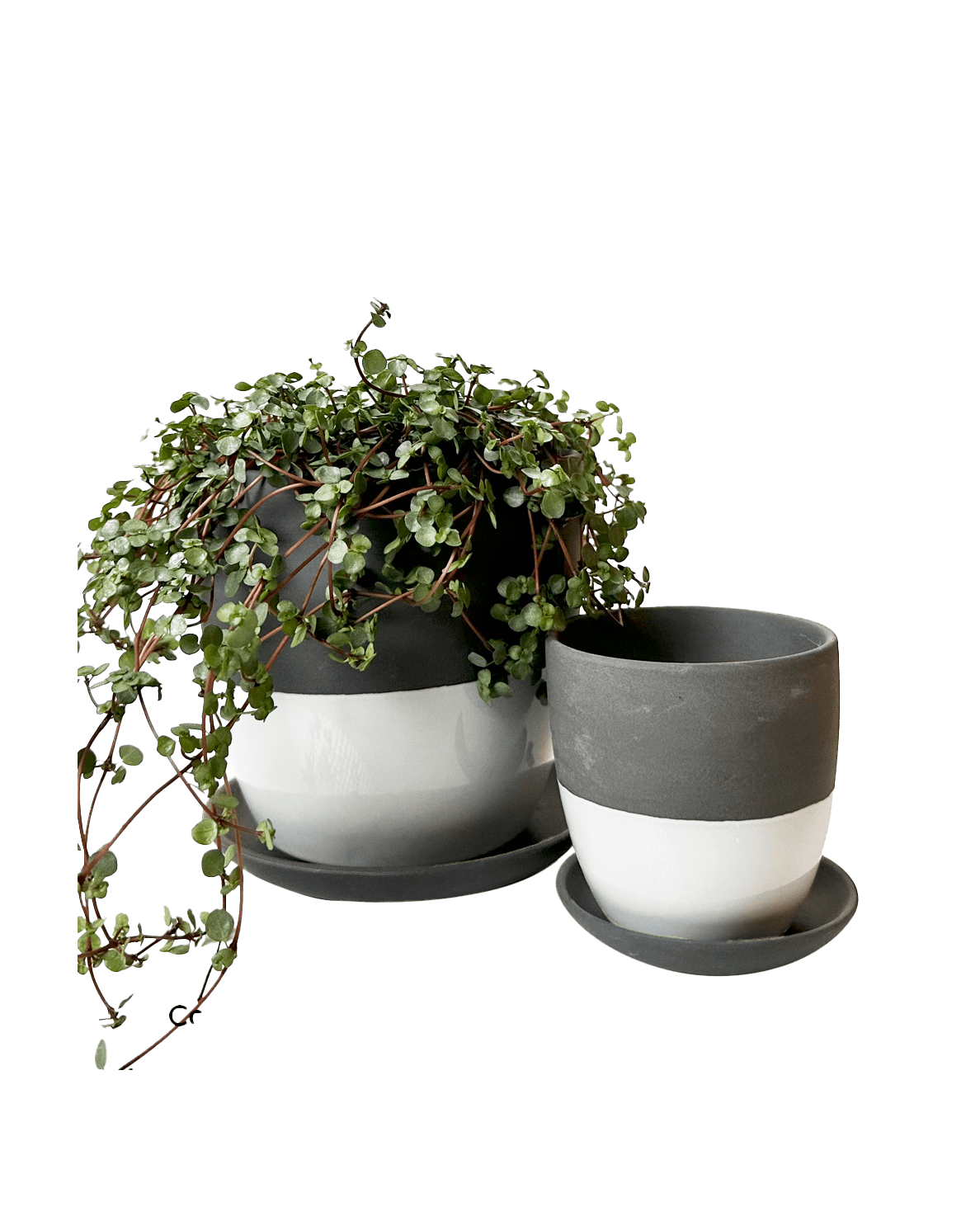 Dyad Porcelain Modern Indoor Plant Pot With Saucer - Chive Ceramics Studio - Pots - Chive US