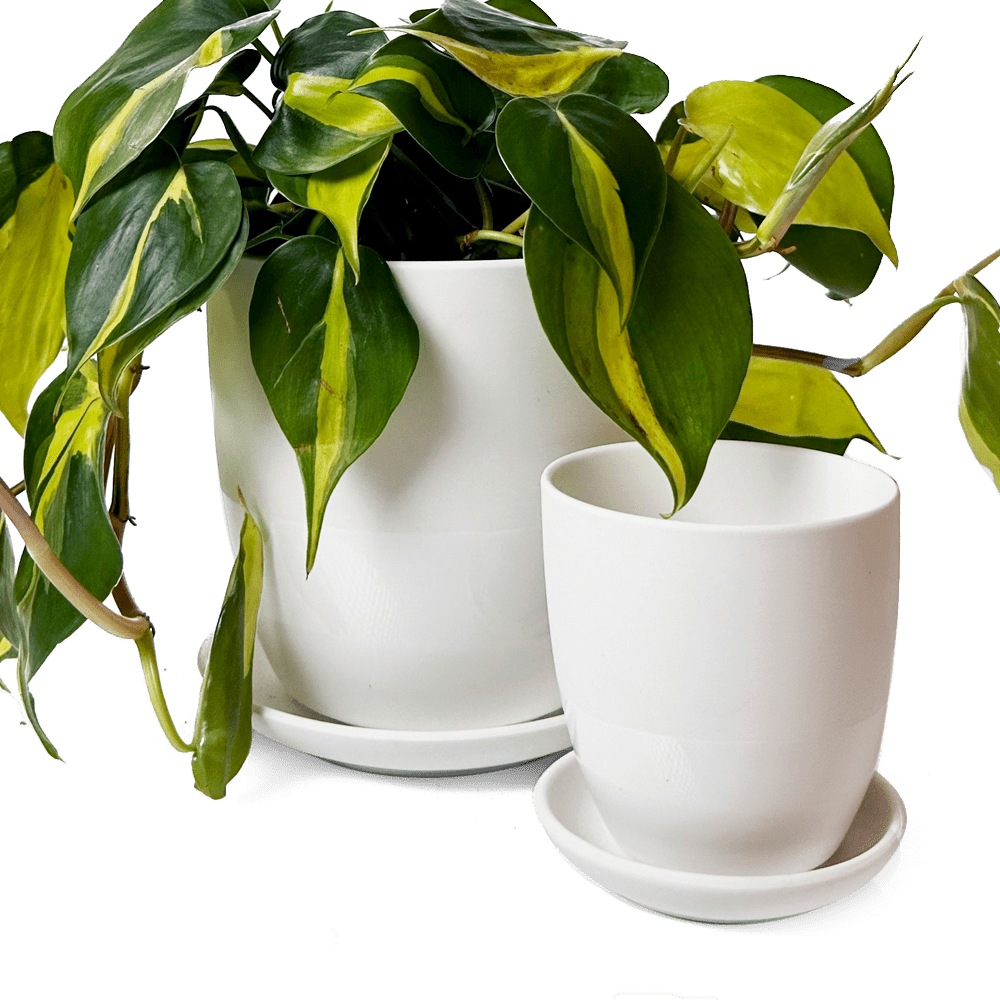 Dyad Porcelain Modern Indoor Plant Pot With Saucer - Chive Ceramics Studio - Pots - Chive US