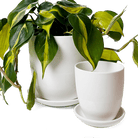 Dyad Porcelain Modern Indoor Plant Pot With Saucer - Chive Ceramics Studio - Pots - Chive US