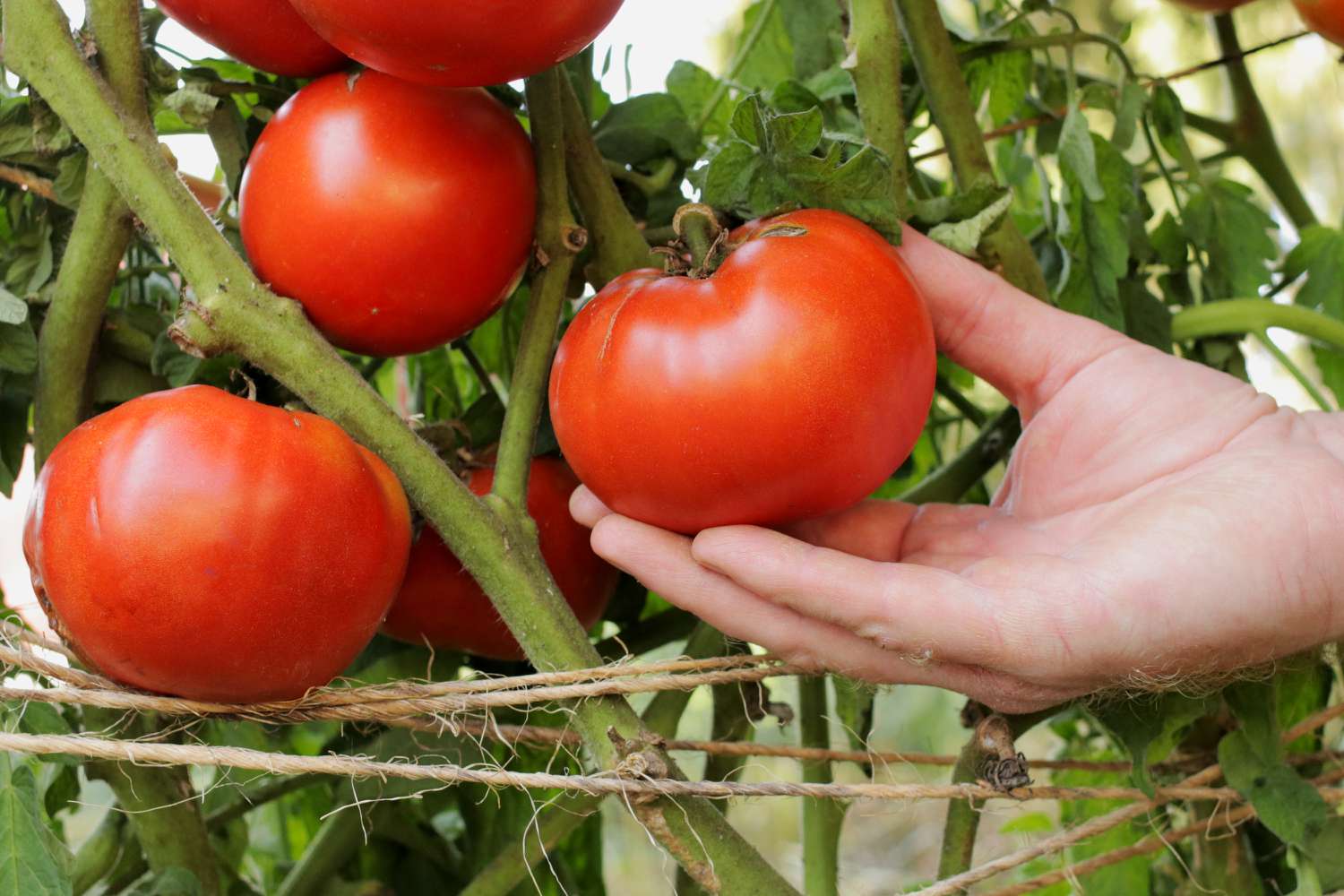 Beefsteak Tomato Vegetable Seeds Packet - Chive Ceramics Studio - Chive Ceramics Studio