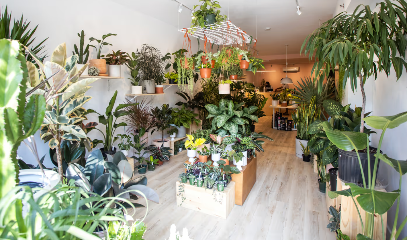 BlogTO top 10 stores for indoor plants in Toronto featuring Chive Studio