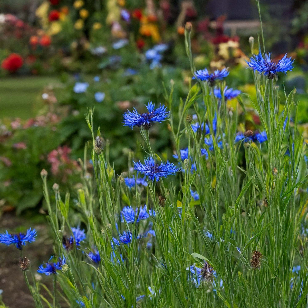 A field of blue cornflowers - Shido Seeds