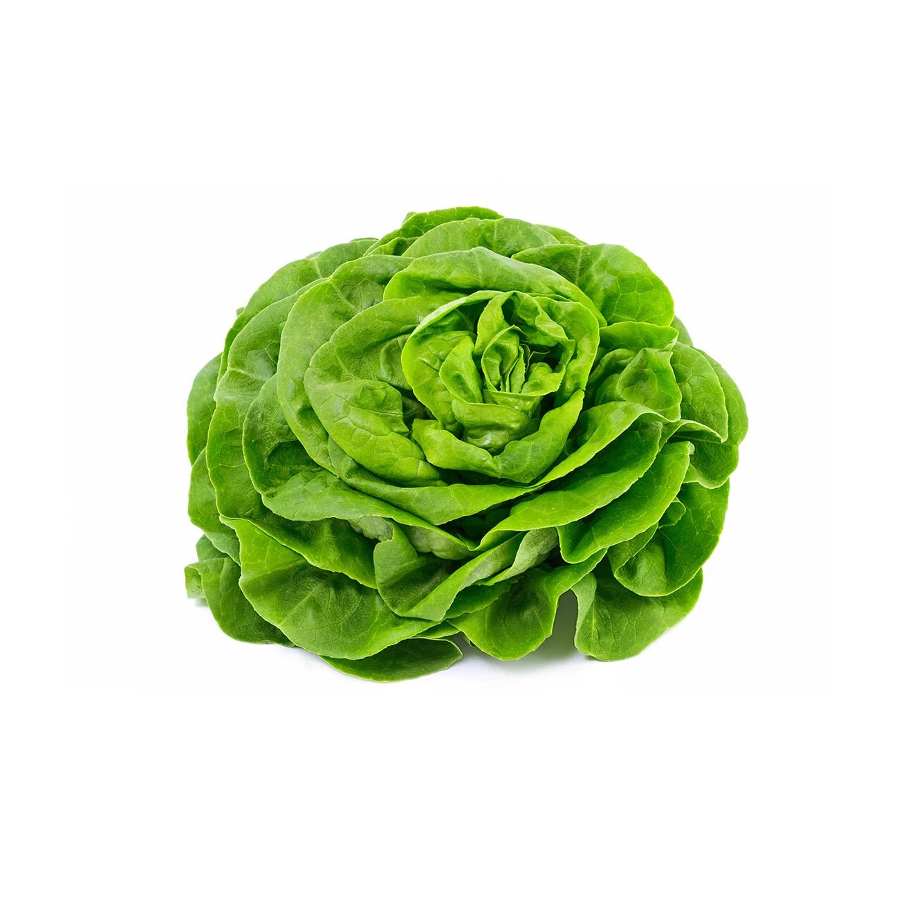 Butterhead Lettuce Vegetable Seeds Packet - Chive Ceramics Studio - Chive Ceramics Studio