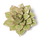 English Garden Ceramic Flower Green Medium Succulent Wall Art - Chive Ceramics Studio - Ceramic Flowers - Chive US