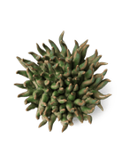 Ceramic Flower Mondo Green 4 - Chive Ceramics Studio - Ceramic Flowers - Chive Wholesale