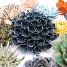 Polyp Blue 6 ceramic wall flower styled on wall — Classic Collection — Chive Studio Toronto