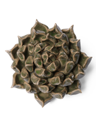 Ceramic Flower Wall Art Succulent Green 6 - Chive Ceramics Studio - Ceramic Flowers - Chive US