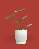 Casey Porcelain Modern Pot And Saucer - Chive Ceramics Studio - Pots - Chive Ceramics Studio