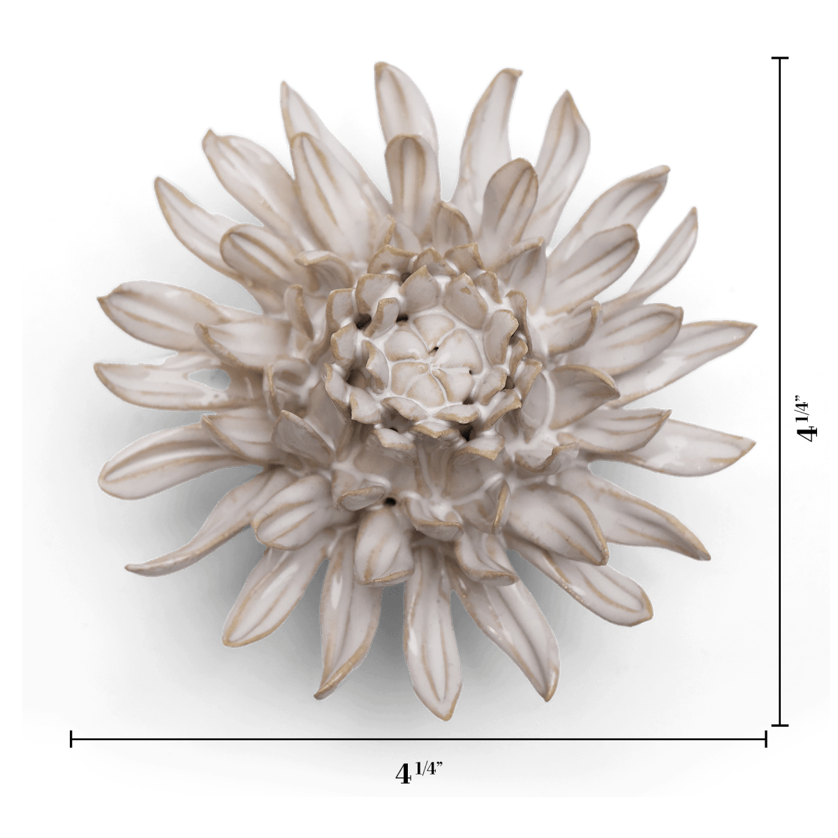 CO04 Ivory Spider Mum - Chive US Wholesale