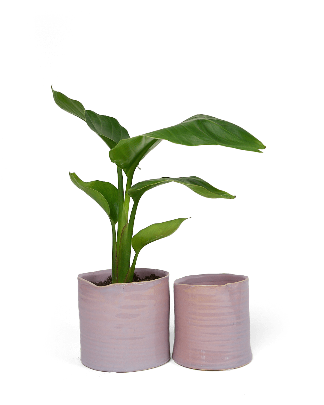 Channa Ceramic Planter Pot - Chive Ceramics Studio - Pots - Chive Ceramics Studio