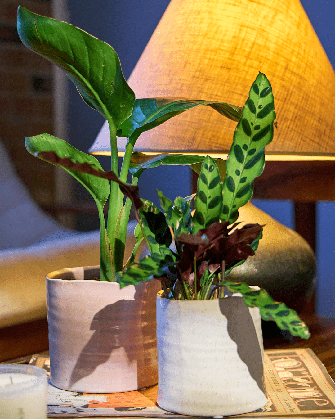 Channa Ceramic Planter Pot - Chive Ceramics Studio - Pots - Chive Ceramics Studio