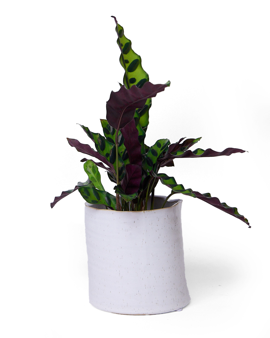 White speckled Ceramic Planter Pot - Channa - handmade by Chive Studio Toronto