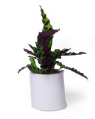 White speckled Ceramic Planter Pot - Channa - handmade by Chive Studio Toronto
