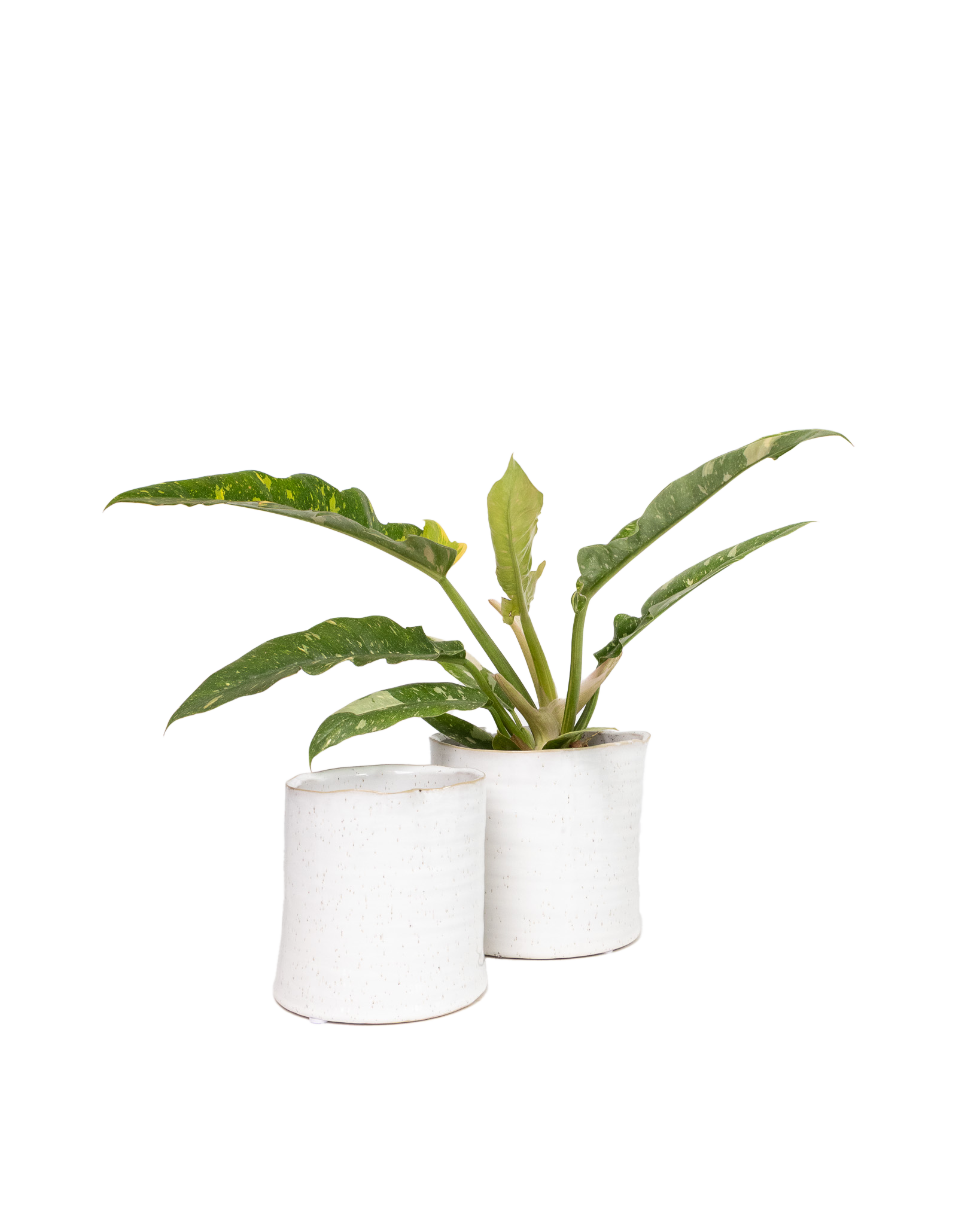 Channa Ceramic Planter Pot - Chive Ceramics Studio - Pots - Chive Ceramics Studio
