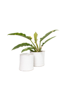 Channa Ceramic Planter Pot - Chive Ceramics Studio - Pots - Chive Ceramics Studio