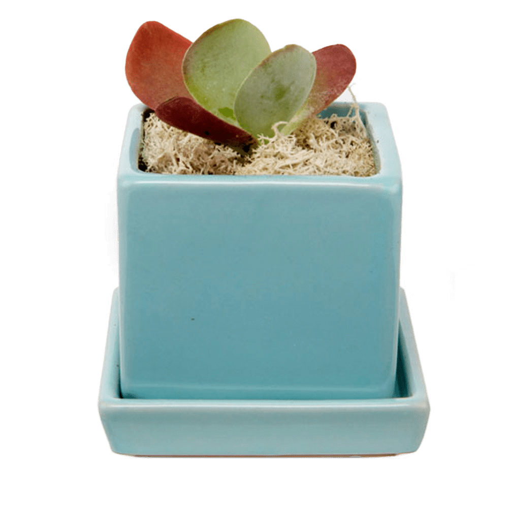 Cube & Saucer Ceramic Pot With Drainage Hole - Chive Ceramics Studio - Pots - Chive Ceramics Studio