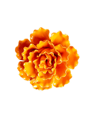 Ceramic Flower Sea Lettuce - Chive Ceramics Studio - Ceramic Flowers - Chive US Wholesale