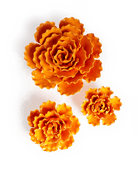 Ceramic Flower Sea Lettuce - Chive Ceramics Studio - Ceramic Flowers - Chive US Wholesale