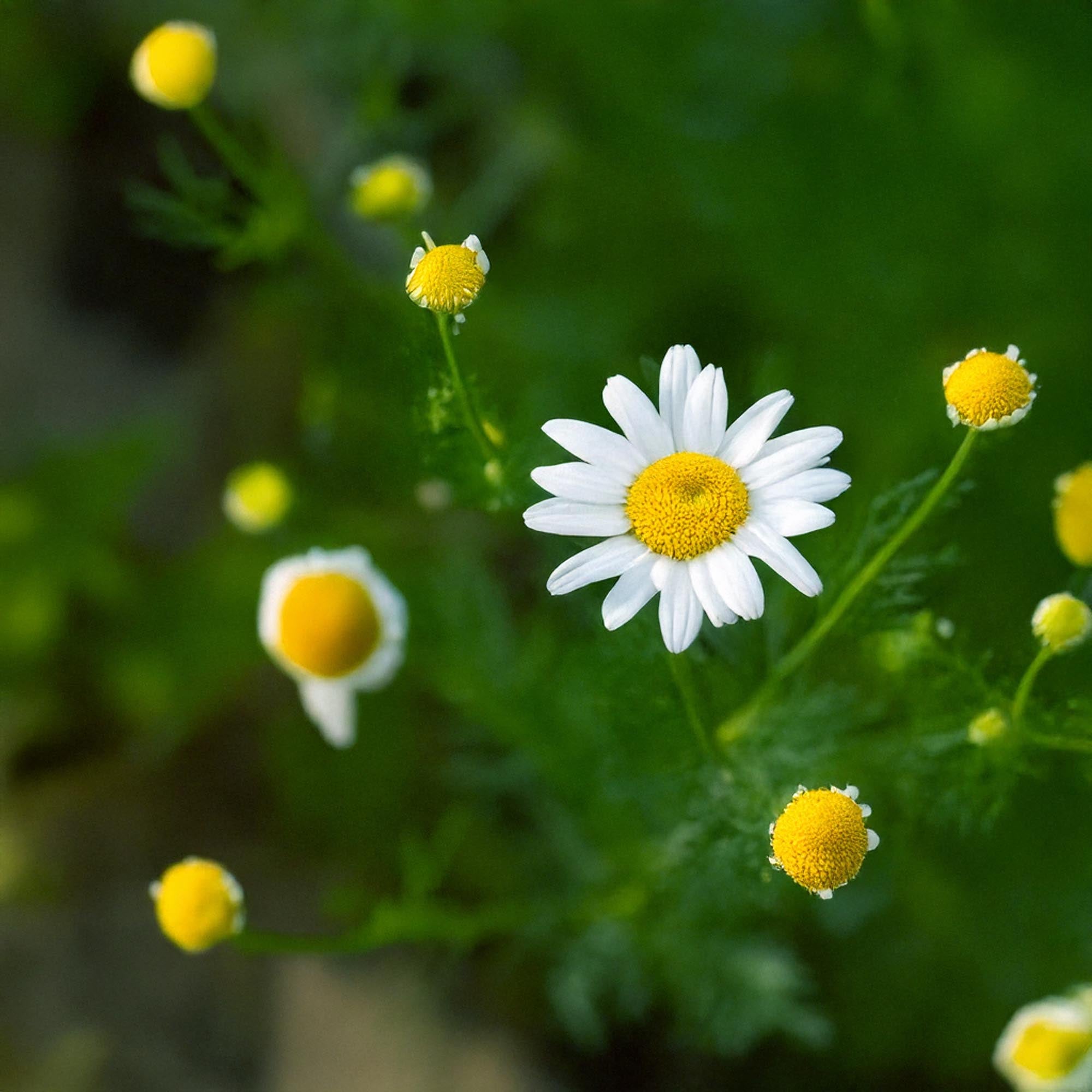 A close-up of a white Chamomile with a yellow center among green stems and buds outdoor - Shido Seeds.