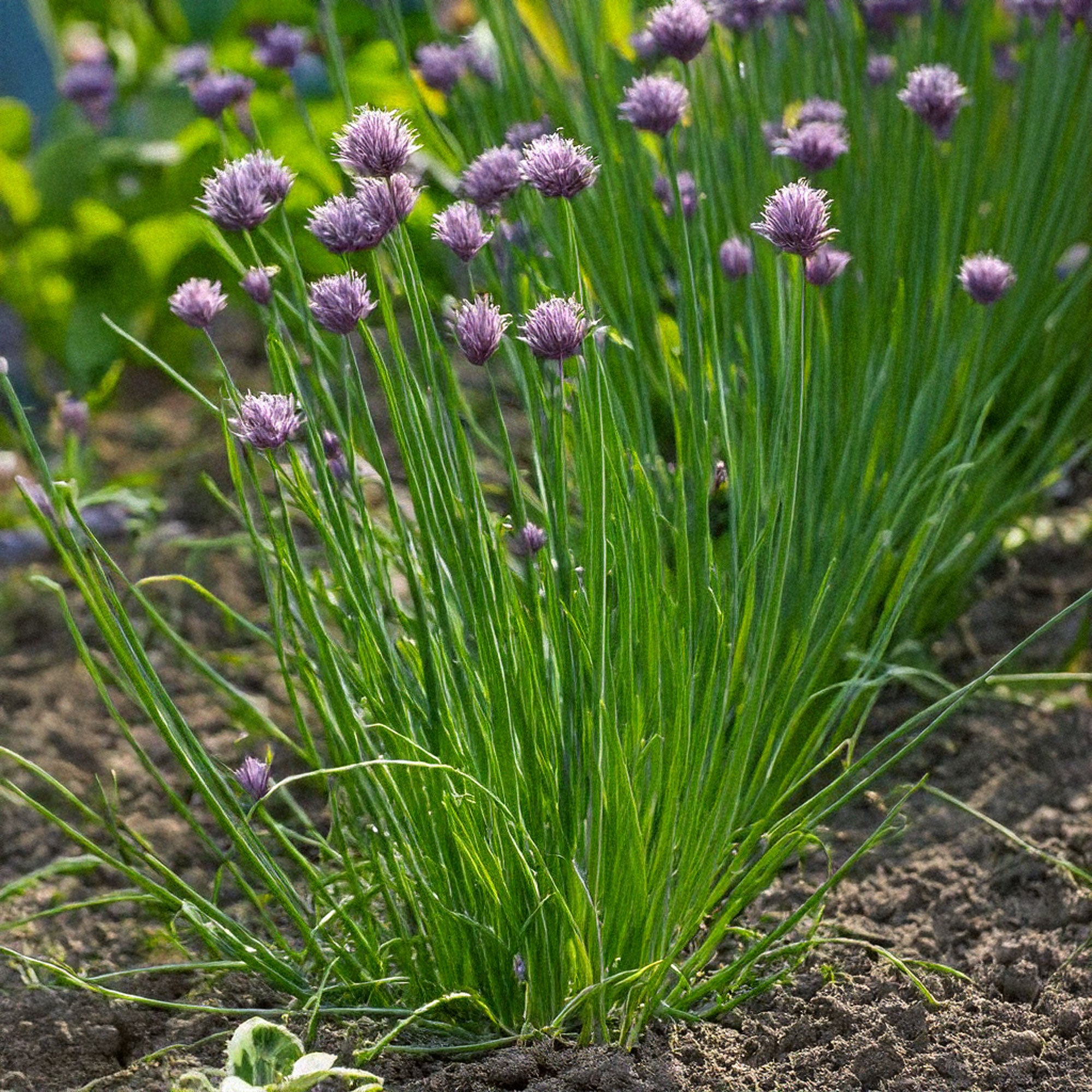 plant chives from seed Chives Herb Seeds | Non-GMO, Vacuum-Sealed