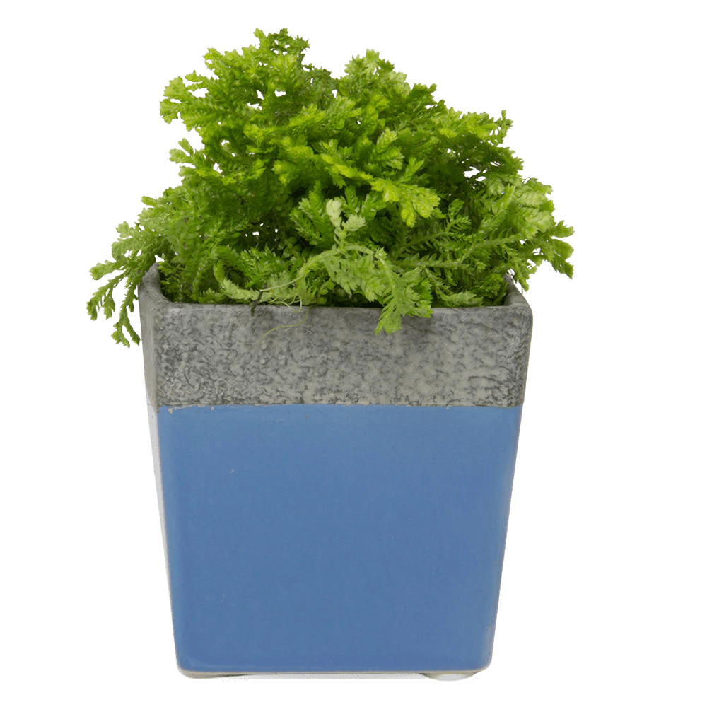 Chive Duo cornflower blue ceramic pot with drainage and saucer styled with a plant.