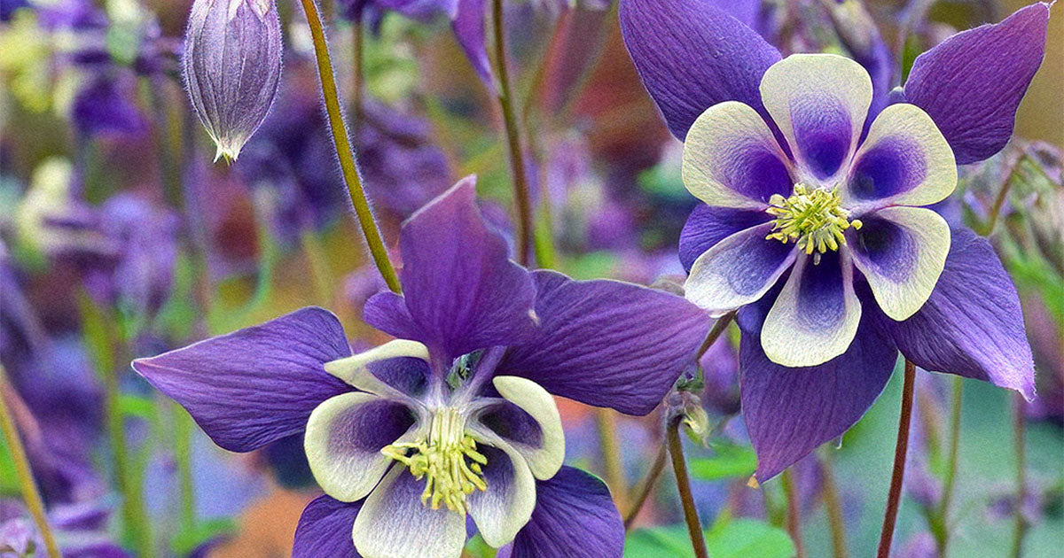 Columbine seeds in bloom — Shido Seeds by Chive Studio Toronto
