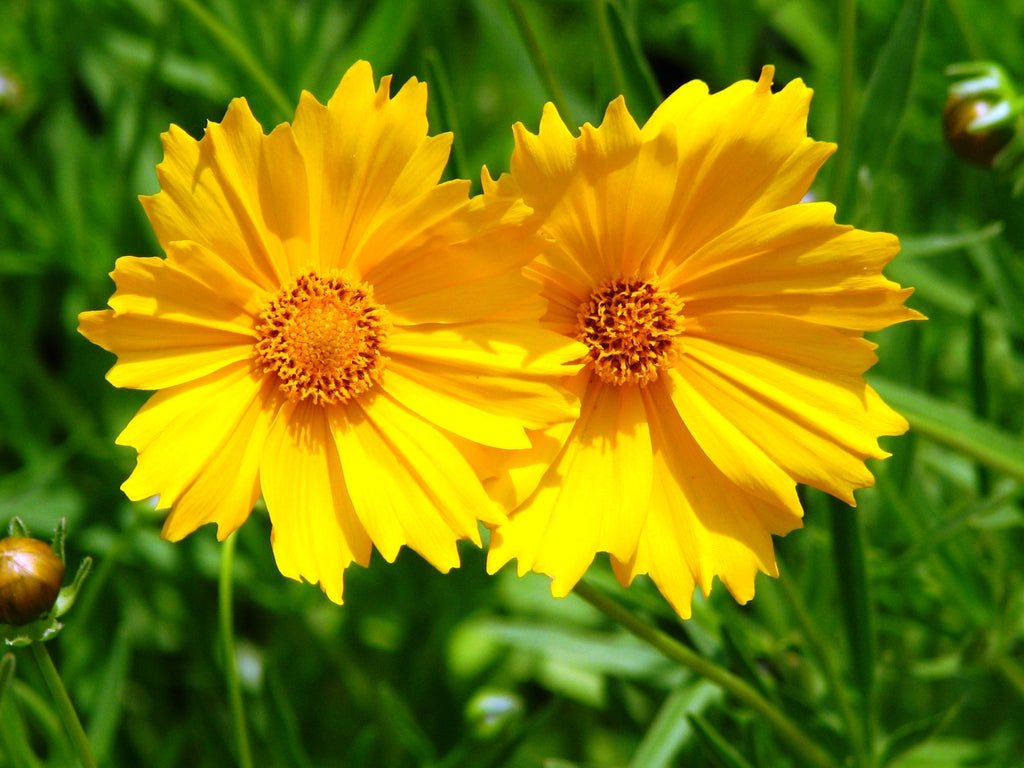 Big Flower Coreopsis Flower Seeds Packet - Chive Ceramics Studio - Chive Ceramics Studio