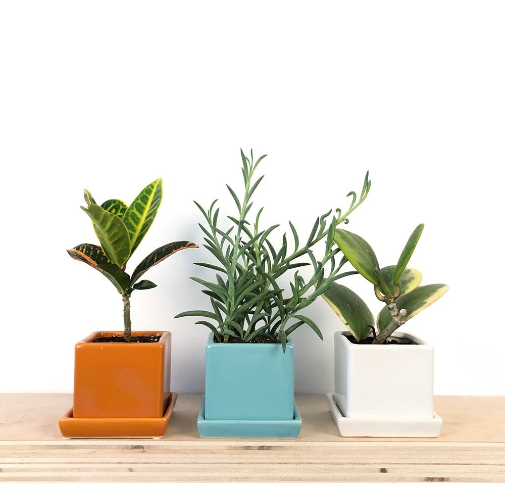 Cube & Saucer Ceramic Pot With Drainage Hole - Chive Ceramics Studio - Pots - Chive Ceramics Studio