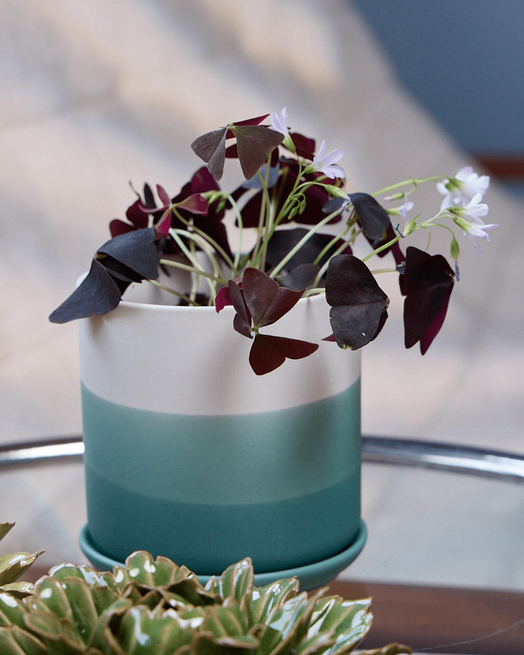 Devo Porcelain Planter With Drainage Hole And Saucer - Chive Ceramics Studio - Pots - Chive US