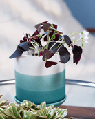 Devo Porcelain Planter With Drainage Hole And Saucer - Chive Ceramics Studio - Pots - Chive US