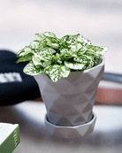 Diamond Porcelain Modern Indoor Plant Pot With Saucer - Chive Ceramics Studio - Pots - Chive US