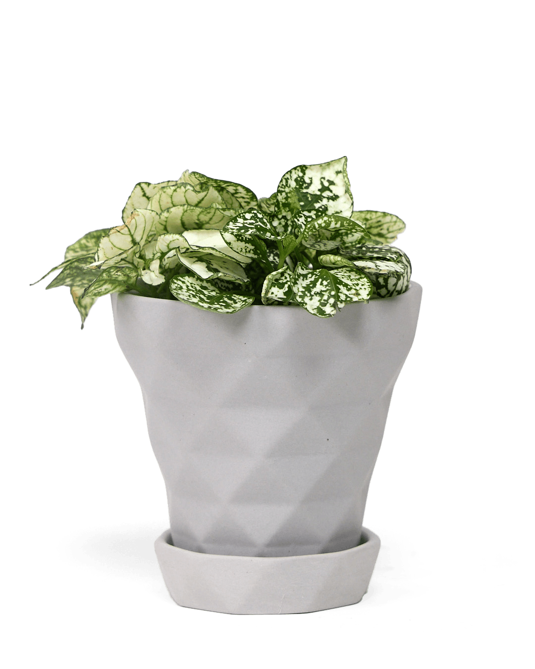 Diamond Porcelain Modern Indoor Plant Pot With Saucer - Chive Ceramics Studio - Pots - Chive US