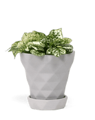 Diamond Porcelain Modern Indoor Plant Pot With Saucer - Chive Ceramics Studio - Pots - Chive US