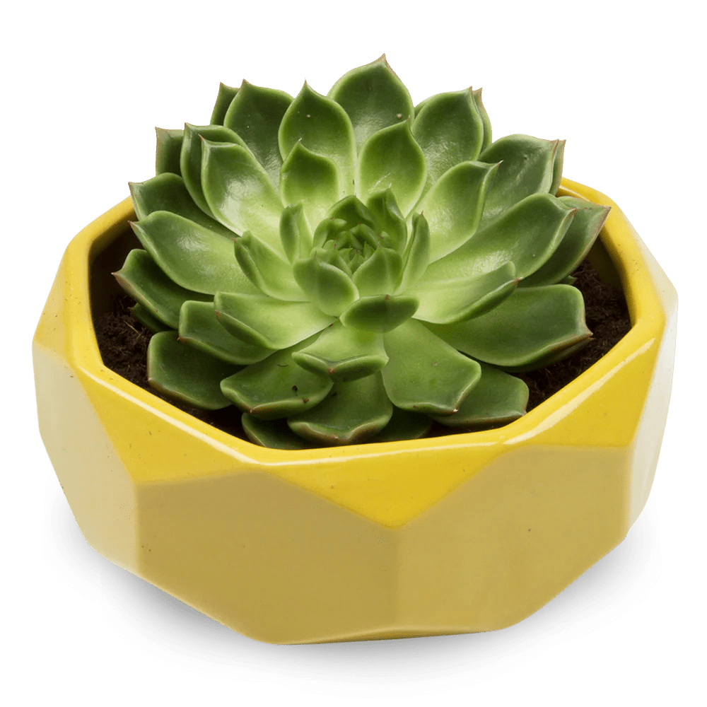 Discus Ceramic Succulent Dish Planter - Chive Ceramics Studio - Pots - Chive US