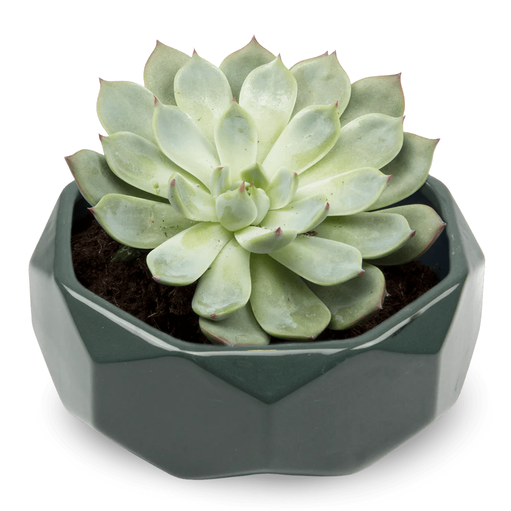 Discus Ceramic Succulent Dish Planter - Chive Ceramics Studio - Pots - Chive US