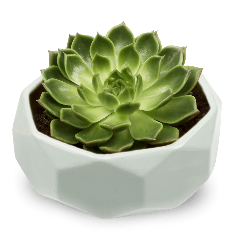 Discus Ceramic Succulent Dish Planter - Chive Ceramics Studio - Pots - Chive US