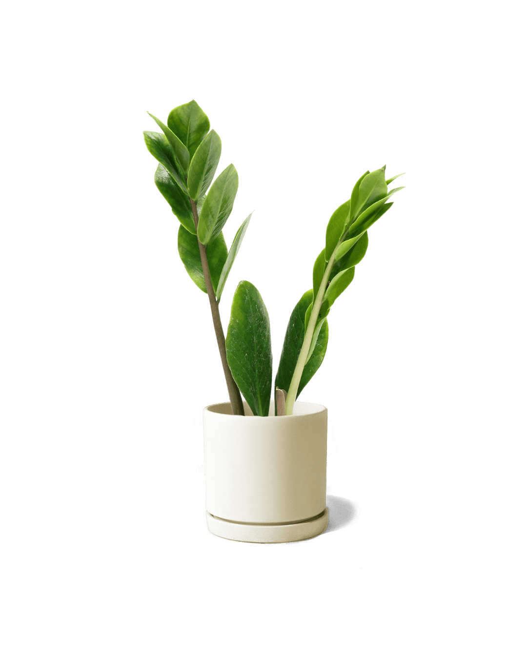 Dojo Porcelain Modern Indoor Plant Pot With Saucer | 3.5 Inches - Chive Ceramics Studio - Pots - Chive Ceramics Studio