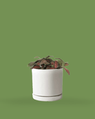 Dojo 3.5" Porcelain Modern Indoor Plant Pot - Chive Ceramics Studio - Pots - Chive Ceramics Studio
