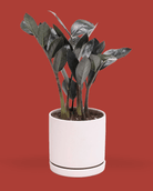 Dojo 6" Porcelain Modern Indoor Plant Pot - Chive Ceramics Studio - Pots - Chive Ceramics Studio