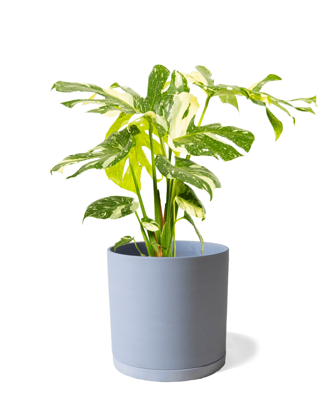 Dojo Porcelain Modern Indoor Plant Pot With Saucer | 6, 7, & 8 Inches - Chive Ceramics Studio - Pots - Chive Ceramics Studio