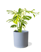 Dojo Porcelain Modern Indoor Plant Pot With Saucer | 6, 7, & 8 Inches - Chive Ceramics Studio - Pots - Chive Ceramics Studio